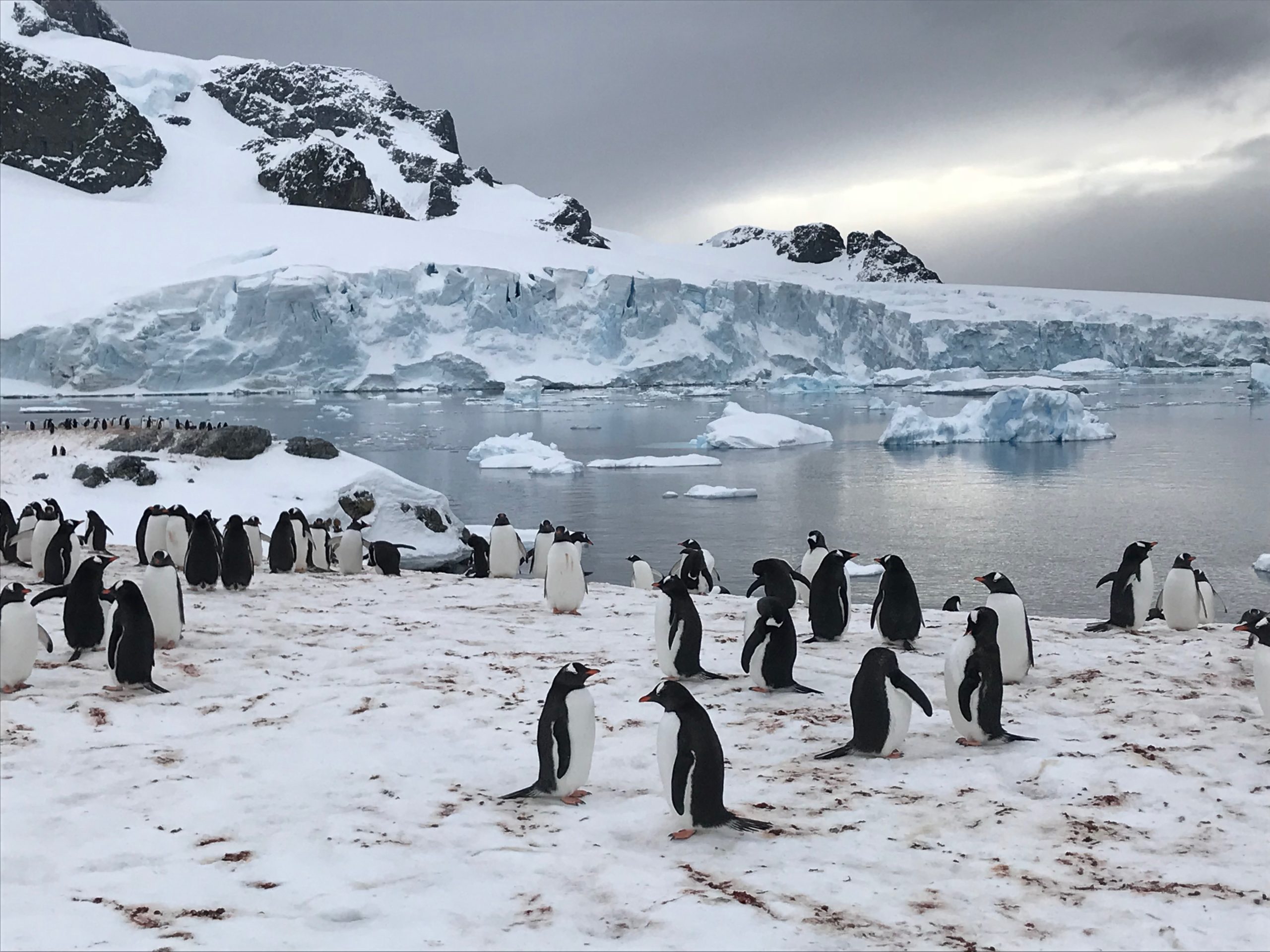 Heliski-Russia-Antarctique-4-scaled